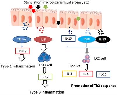 Pathogenesis and treatment of chronic rhinosinusitis from the perspective of sinonasal epithelial dysfunction